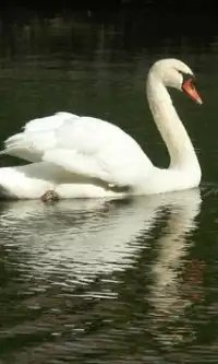 Swan quebra-cabeças Screen Shot 1