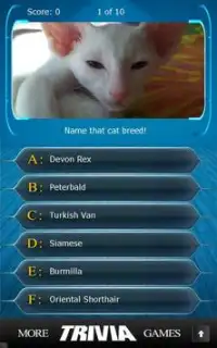 Name that Cat Breed Trivia Screen Shot 5