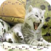 Silvery Kitten Jigsaw Puzzle