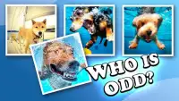 4 pictures 1 odd: dogs & pets, find the difference Screen Shot 3