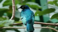 鳥のジグソーパズル Screen Shot 6