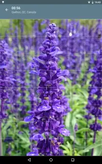 Jigsaw Puzzle: Flowers Screen Shot 9