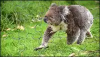Koala Teka-teki Beruang Jigsaw Screen Shot 4