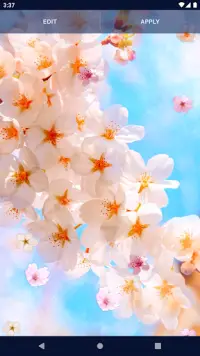 Sakura Flower Live Wallpaper Screen Shot 7