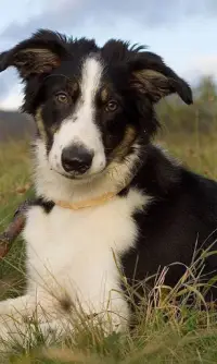 Border Collie Jigsaw Puzzle Screen Shot 0