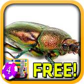 3D Beetle Slots - Free