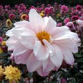 Dahlia Jigsaw Puzzles