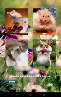 Hamster Haustier Rätsel Screen Shot 7