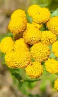 Tansy Flowers Jigsaw Puzzle Screen Shot 2