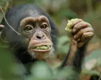 चिंपांज़ी आरा पहेलियाँ Screen Shot 4