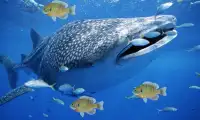 Zły niebieski Wieloryb Symulator Screen Shot 2