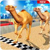 camello Desierto carrera simulador juego