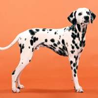 Dalmatian Jigsaw Puzzle