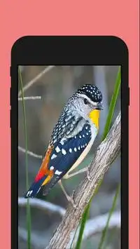 Birds ColorbyNumber - Coloring Book Screen Shot 2