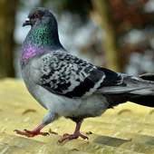 Pigeons Jigsaw Puzzles