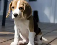 Beagle-Hunde Puzzles Screen Shot 3