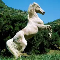 Horses Jigsaw Puzzles Screen Shot 7