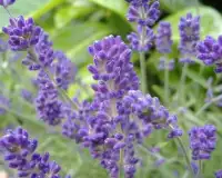 Flores de lavanda puzzles Screen Shot 4