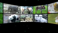 Baby Animal Sounds for Parents Screen Shot 5