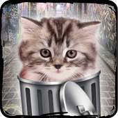 Hello cute kittens - cats game