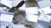 Poppi Animal Puzzle Screen Shot 2