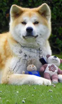 Akita Inu Jigsaw Puzzle Screen Shot 2