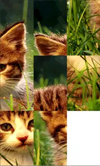 kitty Puzzle Screen Shot 5