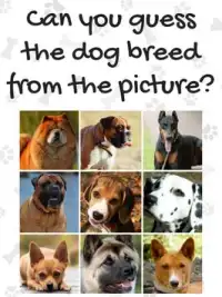 Dog Breeds Quiz Screen Shot 6