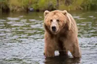 Quebra-cabeças de animais selvagens 🐅🦁 Screen Shot 1