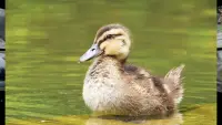 Baby Animal Sounds for Parents Screen Shot 7
