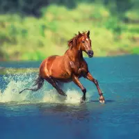 Horses Jigsaw Puzzle Screen Shot 5