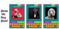 تحدي معرفة سلالة الكلاب من خلال الصور Screen Shot 0