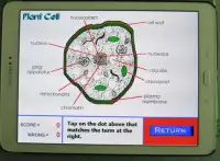 Label that Diagram - Cells Screen Shot 13