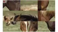 Horse Puzzle Jigsaw for Kids Screen Shot 3