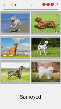 Dogs Quiz - Guess Popular Dog Breeds in the Photos Screen Shot 0