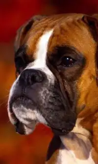 Boxer Dogs Jigsaw Puzzles Screen Shot 0