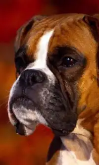 Boxer Anjing Jigsaw Puzzle Screen Shot 0