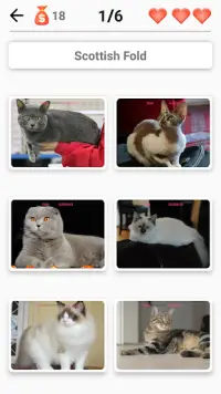 Cat Breeds Quiz - Game about C Screen Shot 1