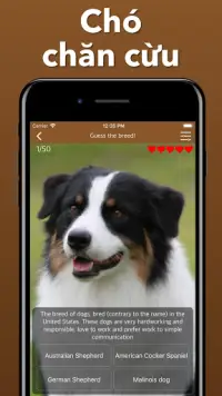 Chó giống Đoán chó - Giống trò chơi ứng dụng định Screen Shot 3