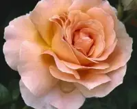 Rose Jigsaw Puzzles Screen Shot 4