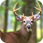Forest Stag Hunt 3d: Deer Hunting Game Free 2018