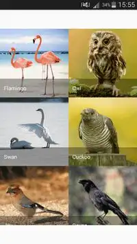 Sounds of birds for children Screen Shot 2