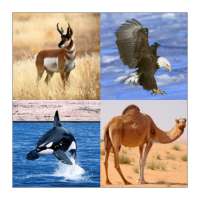 Guess The Animal -  Quiz