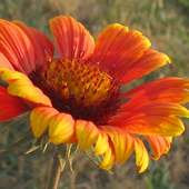 Gaillardia Flowers Puzzle