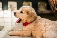 Puzzles tal-Ġriewi Puppies Screen Shot 1