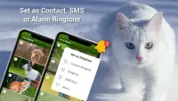 Animal Ringtones - Birds Sound Screen Shot 0