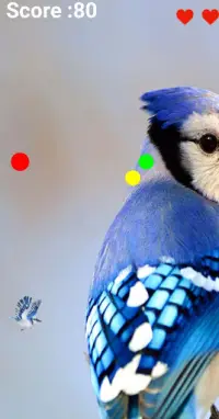 Blue Jay Flying Screen Shot 4