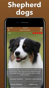 Dogs Quiz - Guess Popular Dog Breeds in the Photos Screen Shot 3