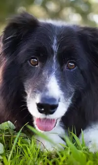 Border Collie Jigsaw Puzzle Screen Shot 2