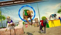 Dog Race & Stunts 2016 Screen Shot 9